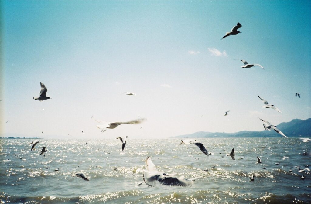 seagull, kunming, nature, animal, bird-2673165.jpg