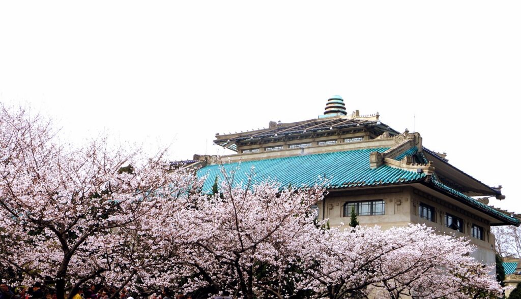 wuhan, wuhan university, nature, cherry blossom, trees, chinese architecture, building, structure-5497470.jpg